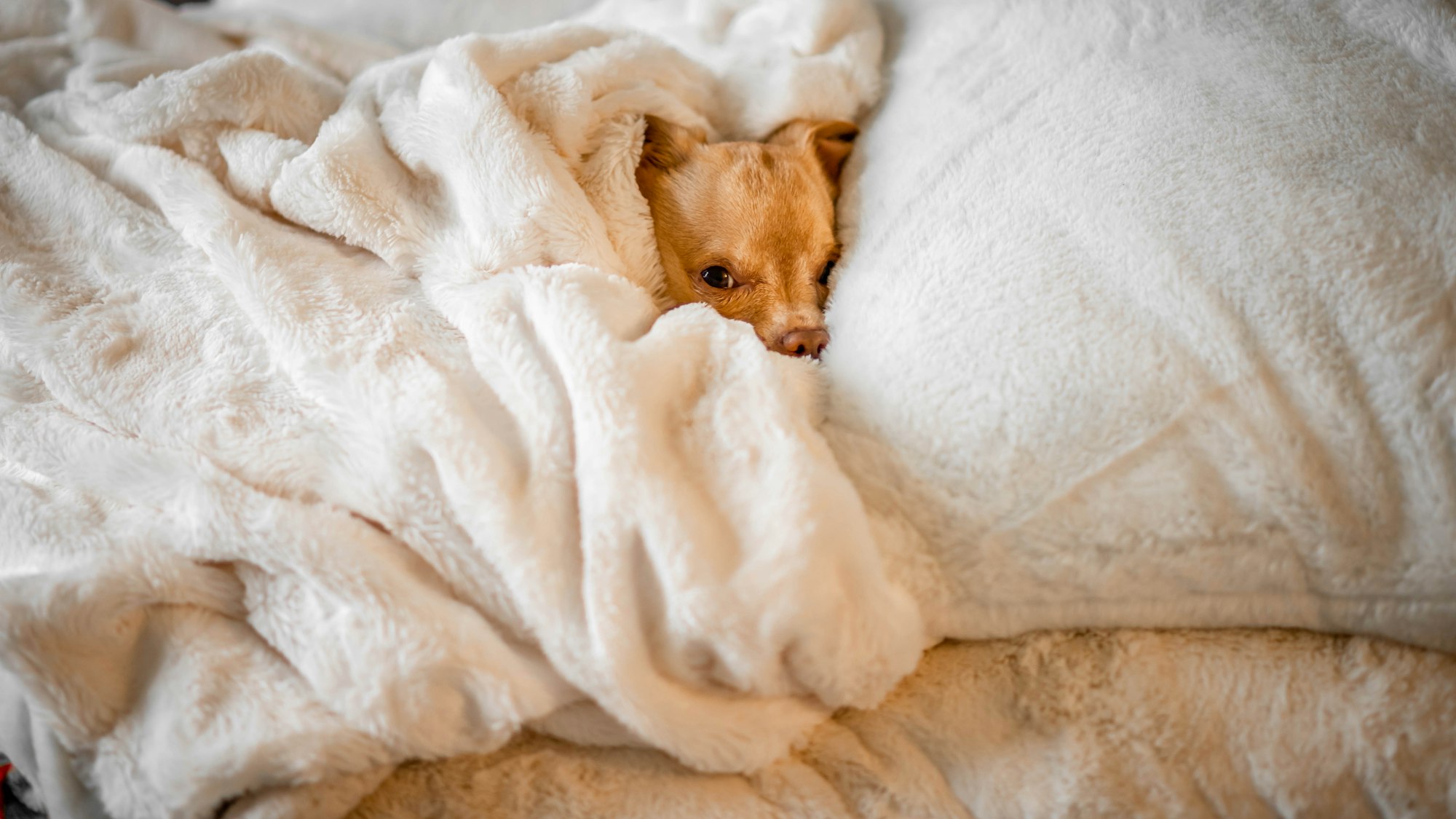 Snuggles